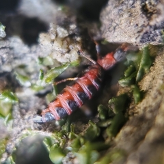 Endeodes collaris