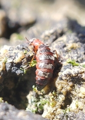 Endeodes collaris