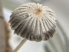 Narcissea patouillardii