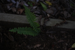 Blechnum australe australe