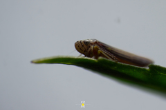 Graphocephala aurora