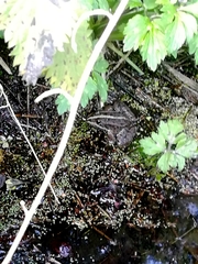 Pelophylax