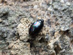 Ceropria induta