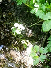 Pelophylax