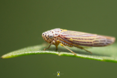 Graphocephala aurora
