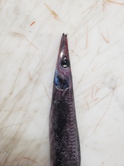 Arctozenus risso