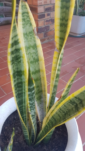 Sansevieria trifasciata 'Futura Robusta' 2