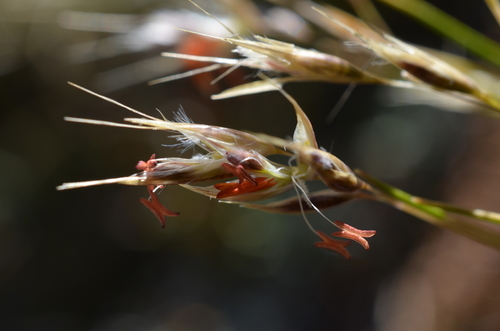 Rytidosperma setifolium (Hook.f.) Connor & Edgar