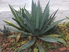 Agave obscura