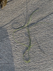 Vallisneria spiralis