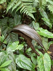 Anthurium caramantae