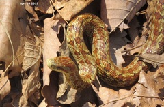 Dione Snake photo 2