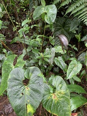 Anthurium caramantae