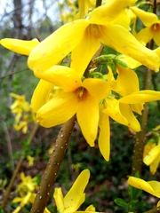 Forsythia × intermedia