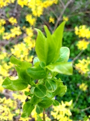 Forsythia × intermedia