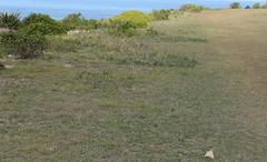 Senecio ruwenzoriensis
