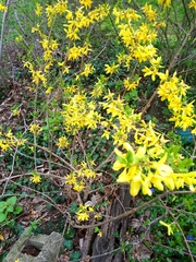 Forsythia × intermedia