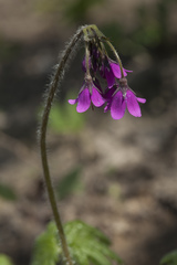 Primula matthioli sachalinensis