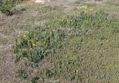 Senecio ruwenzoriensis