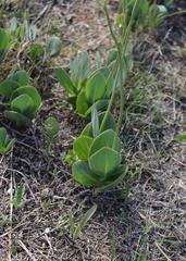 Senecio ruwenzoriensis