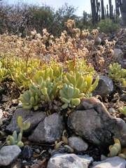 Sedum allantoides