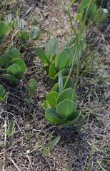 Senecio ruwenzoriensis
