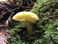 Hygrocybe