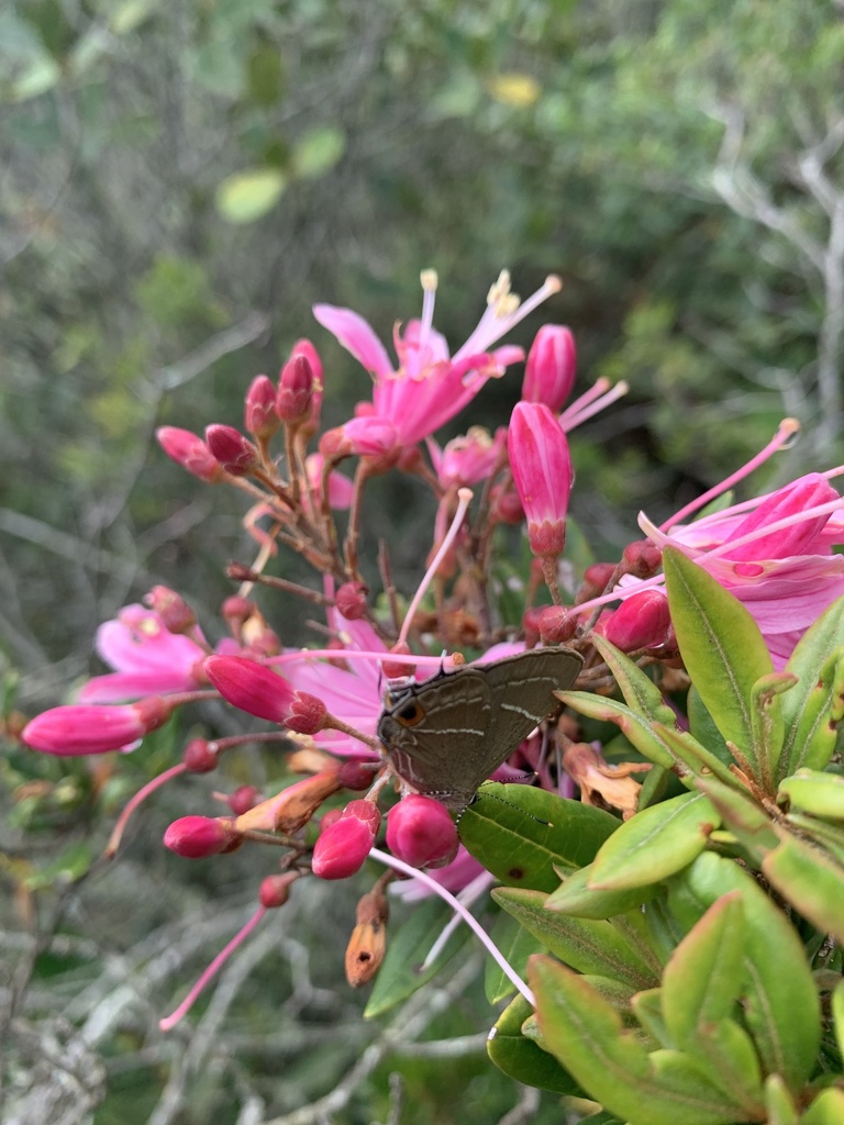 Lamprospilus decorata