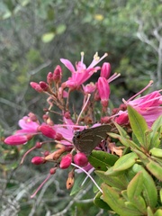 Lamprospilus decorata