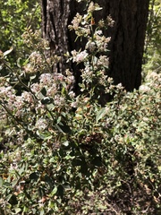 Ceanothus fendleri