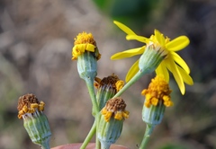 Senecio ruwenzoriensis