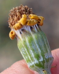 Senecio ruwenzoriensis