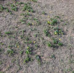 Senecio ruwenzoriensis