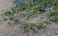 Senecio ruwenzoriensis