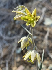 Fritillaria viridea