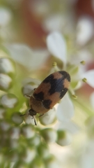 Attagenus bifasciatus