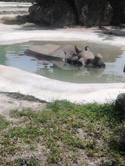 Rhinocerotidae