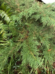 Microbiota decussata