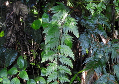 Selaginella biformis