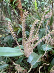 Stelis cassidis