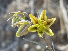 Fritillaria viridea