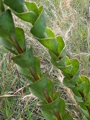 Lopholaena segmentata