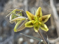 Fritillaria viridea