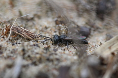 Tachysphex nitidus