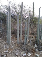 Lemaireocereus hollianus