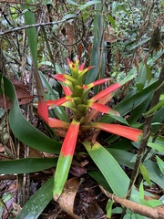 Guzmania squarrosa