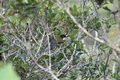 Apalis flavigularis