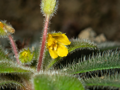 Lysimachia alpestris