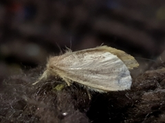 Orvasca