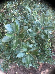 Lithraea brasiliensis